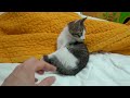 The Rescued Kitten Visits the Vet and Loses Control for the First Time