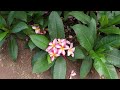Plumeria Grove Collection, Koko Crater Botanical Garden, Honolulu, Hawaii - May 2022