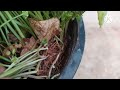 pennyworth/dollar plant care tips in tamil