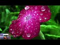 Real Rain Sounds On Flowers To Sleep and Relax To | ASMR Satisfying Nature Rain | 127