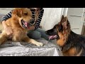 How My Golden Retriever and German Shepherd Became Best Friends From Day One