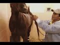 Ruffian and Barbaro - Narrated by Bill Nack