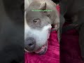 Pittie Found Tied To A Fence Goes Glamping With Her New Parents | The Dodo