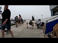 Cash 2.0 Great Dane meeting new people in Ventura Harbor 35