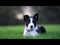 Puppy First Day Home Tips - Professional Dog Training Tips