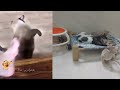 Try Not To Laugh Challenge - Funny and Cute CAT Videos Compilation 👋😻🐶