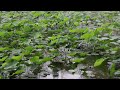 HMS Music [ Rain Sounds ] | Afternoon shower in Lotus Pond, relaxing rain sounds for sleep, ASMR