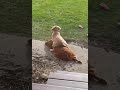 Funny animals - Funny cats / dogs - Funny animal videos 30