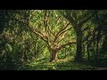 Enchanted Woods with Harp and Flute 🌳✨ | D&D Ambiance | Serene, Soothing, Gentle, Ethereal