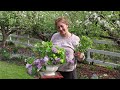 Late Spring Flower Arrangement || hellebores, lilacs, viburnum, poppies & brunnera