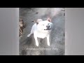😆 Try Not To Laugh Dogs And Cats 😂😂 New Funny Animals 2024 😍🐶