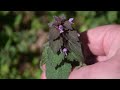 How to Identify Purple Dead Nettle - Lamium purpureum
