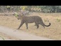 Leopard Panna @Rajajinationalpark, May '24