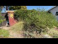 Pruning Manzanitas [practice video #5]