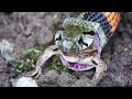 A persistent hunter - snake. Red-sided water snake hunting black-spotted pond frog