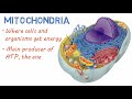 10 Key Structures and Functions of the Animal Cell