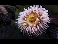 🎧 Stunning Aquarium & The Best Relaxing Music -  SLEEP MUSIC - HD 1080P