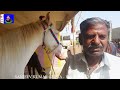 बिकाऊ घोड़े - पार्ट 43 Balotra Horse Market 2024 Tilwada Pashu Mela Horse Sale Price Video