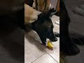 Dog Has Mixed Feelings About Sour Snack || ViralHog