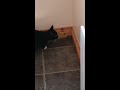 Cat Befriends Mouse
