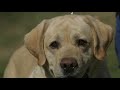 ALL ABOUT LABRADOR RETRIEVERS: WORLD'S #1 RETRIEVER