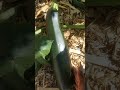 Harvesting Cucumbers and Zucchini | Early August