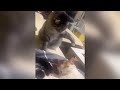 Funny Cats And Dogs Videos 2024 😅 - Best Funniest Animal Videos Of The week 🐶 😹