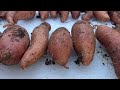 The Ultimate Food Security Crop - How To Grow Sweet Potatoes Almost Anywhere