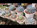 Echeveria Lutos,Laura & Cante Domingo Update after a week of repotting them!