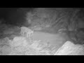 Mount Lemmon Trail Cameras - Active Cameras - Best of 2023