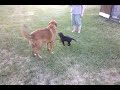 Black lab puppy playing with a huge German Shepherd/Lab mix