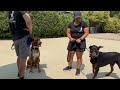 By Any Means Necessary when Dealing with a Bully! Let’s Show Him how to Meet Dogs Properly
