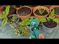 How to protect your garden plants from insect and pest or fungal disease | Hobbyist Gardening UK| NP