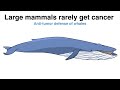 Why whales don't get cancer – Peto's paradox