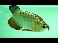 9 dòng CÁ RỒNG phổ biến nhất hiện nay và g.i.á cả từ thấp đến cao #arowana #carong #kinhnghiem