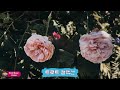 신나는 신나는 트로트 KPOP (TROT)💖💖 미스트롯 노래모음 - 청춘 트로트 모음 -인기 트로트 모음 - 트로트 신곡 메들리