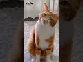 Funniest Animals Videos 🐕😻 there are always cute dogs and cats 😁🤣