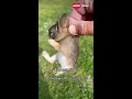 Baby Bunny Screaming After Being Rescue from Hungry Dogs || Heartsome 💖