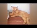 😹 So Funny! Funniest Cats and Dogs 2024 🐈 Funny And Cute Cats Videos 2024 😍😂