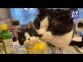 【情熱大陸Vol.027】保護猫 おむすび＆エースに密着【ベンガルロケット】