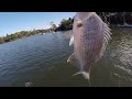 Lane Cove River Fishing - mixed bag of throwbacks #breamfishing #sydneyfishing