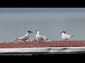 Caspian terns:  Nobody wants my fish
