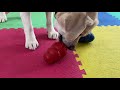 How to Use a Kong Dog Toy - Stuffing Ideas!