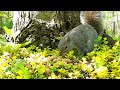 Sweet Mama Squirrel stops for Rest