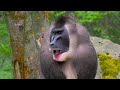 EXPLORING CREATURES JUNGLE - 8K (60FPS) ULTRA HD - With Nature Sounds (Colorfully Dynamic)