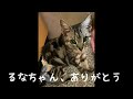 【動物の言葉】難しい事に燃え上がらない限り何も変わらない