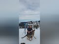 Backcountry Skiing with the pup. An attempt was made.