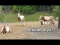 The Virginia Safari Park: Axis Deer, Père David's Deer, Antelope and African Oryx! #animals #fun