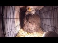 Bald Eagle rescue and release back into the wild