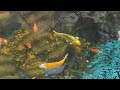 Beautiful Koi Fish #amazing #animals #foryou #viral #trending #music